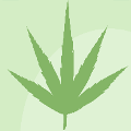 icomania:A green leaf