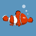 icomania:An orange and white fish in the ocean.